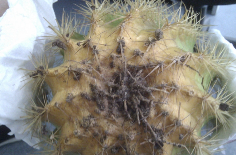 仙人掌黃化處理 仙人掌黃化處理