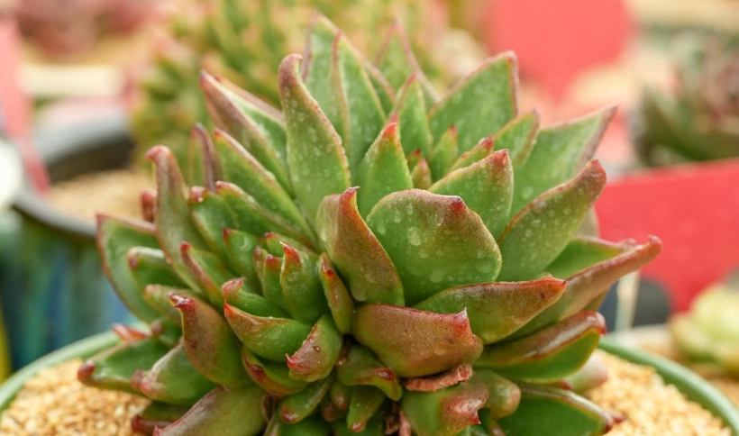 養多肉植物益處