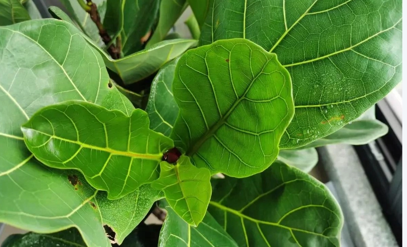 琴葉榕養護方法 琴葉榕養護方法
