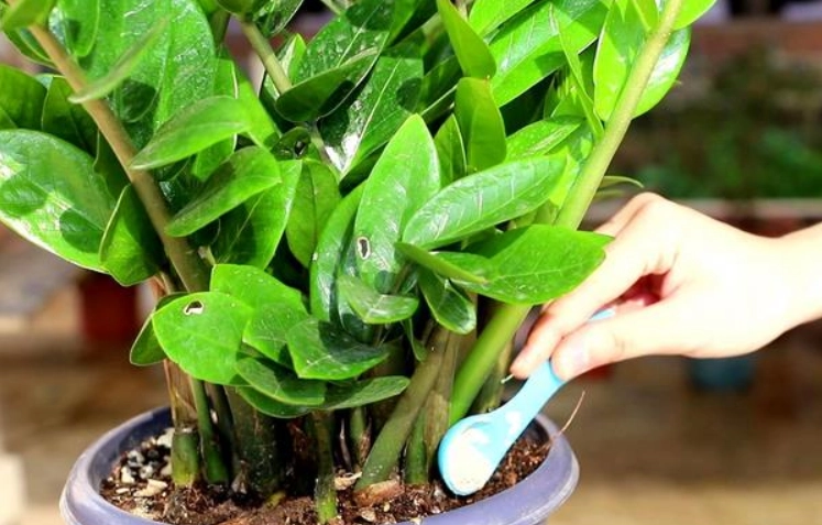 金錢樹爛根原因