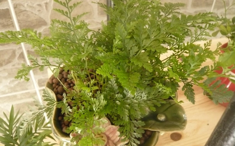 兔腳蕨照顧方法 兔腳蕨照顧方法