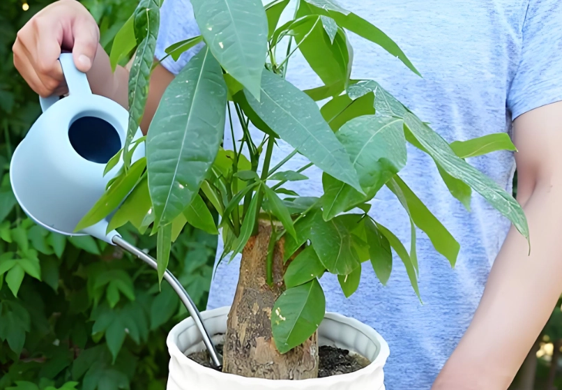 發財樹澆水方法