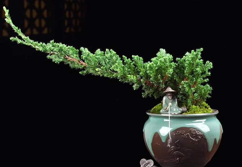 珍珠柏枯黃原因 珍珠柏枯黃原因