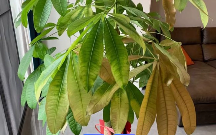 發財樹澆水方法 發財樹澆水方法