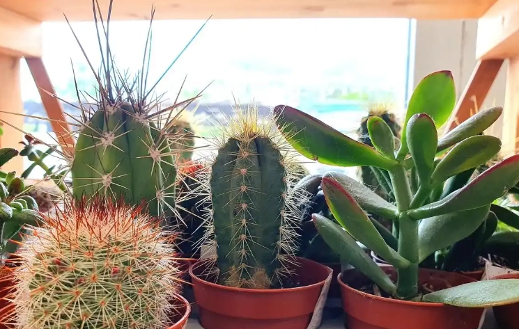 易照顾植物 易照顾植物