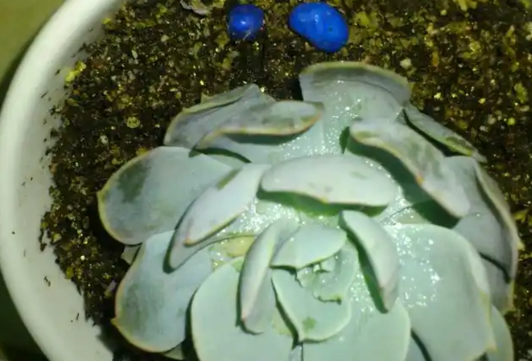 多肉植物葉片變薄原因 多肉植物葉片變薄原因