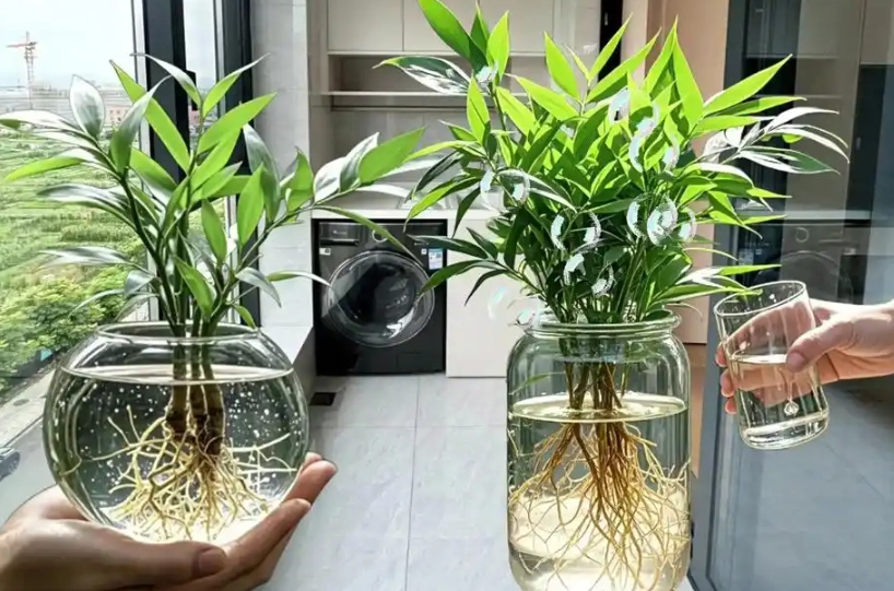 竹柏水培方法 竹柏水培方法