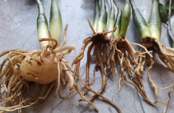 金錢樹爛根處理