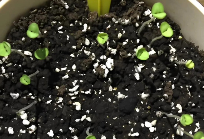 羅勒栽培技巧 羅勒栽培技巧