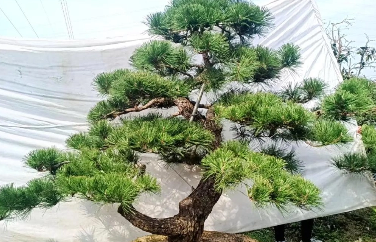 如何區分黑松五葉松