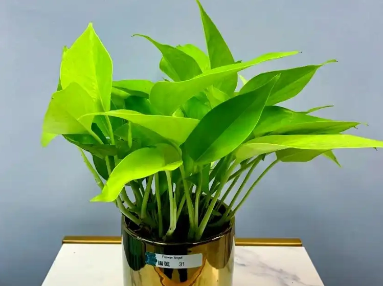 黃金葛毒性 黃金葛毒性