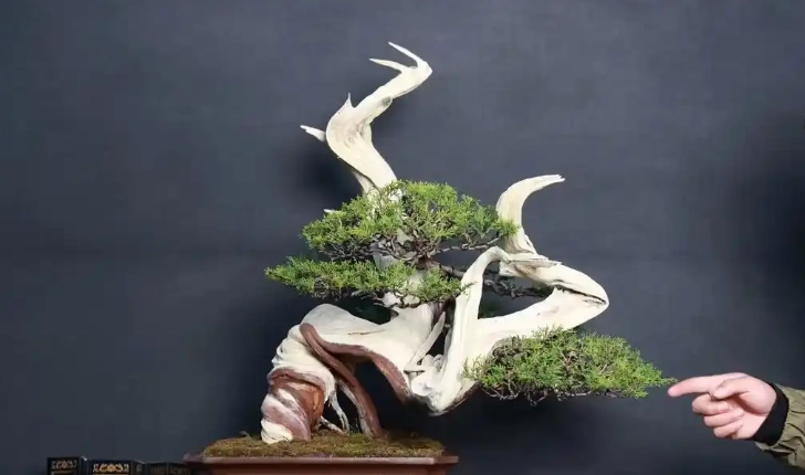 真柏盆栽造型 真柏盆栽造型