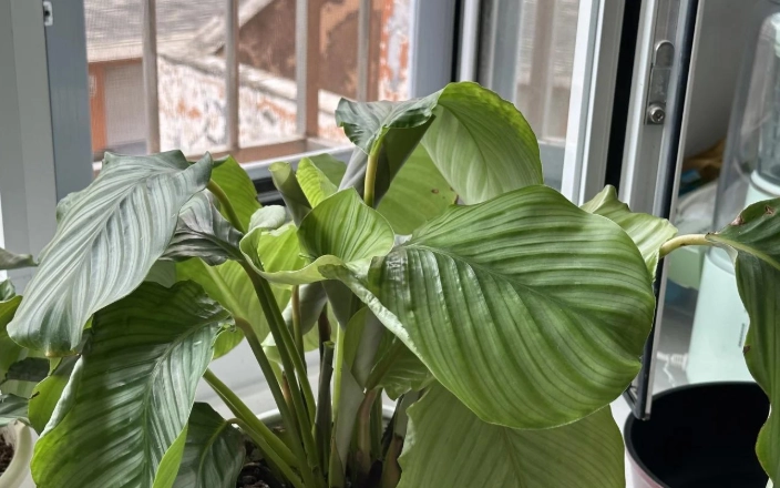 植物葉子下垂原因