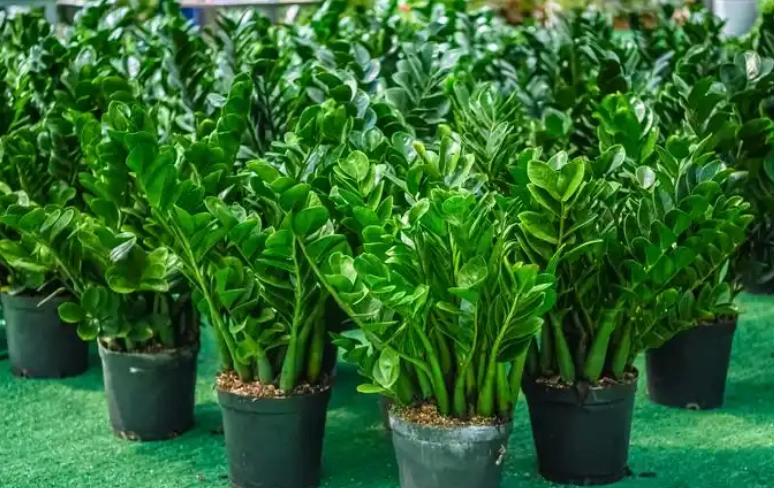 矮化金錢樹技巧 矮化金錢樹技巧