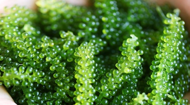 海葡萄冷藏技巧