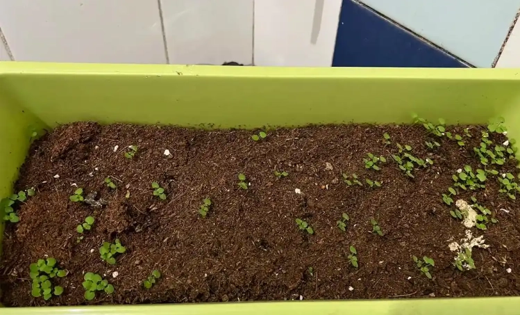 薄荷發芽條件 薄荷發芽條件