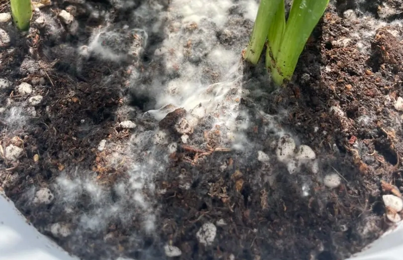 植物培養土霉變