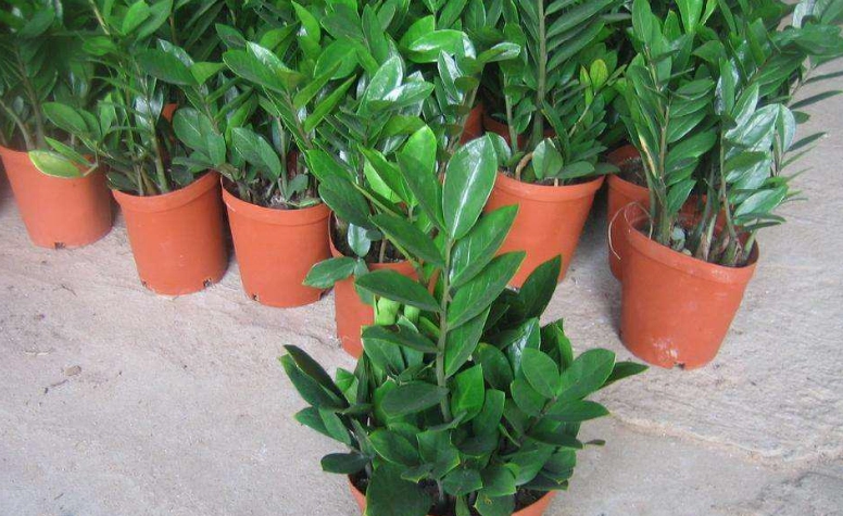 金錢樹修剪方法 金錢樹修剪方法