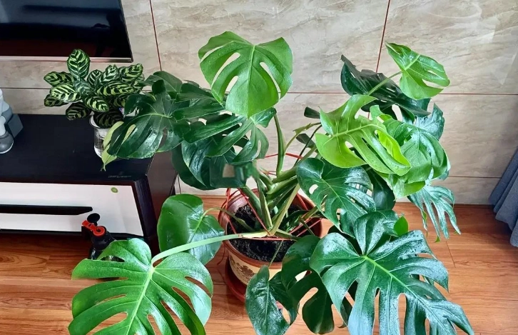 天堂鳥龜背芋 照顧 天堂鳥龜背芋 照顧