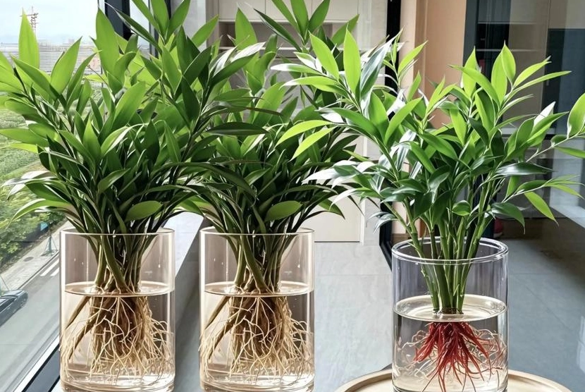 竹柏水培方法 竹柏水培方法