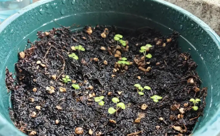 薄荷種子種植技巧 薄荷種子種植技巧