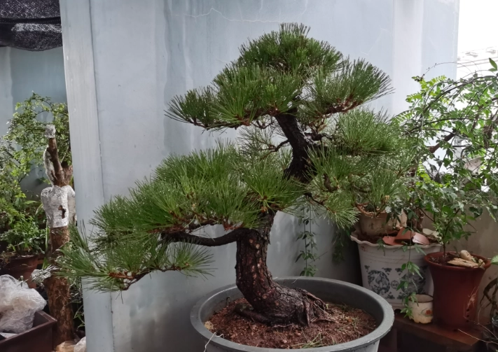 松樹換盆技巧 松樹換盆技巧