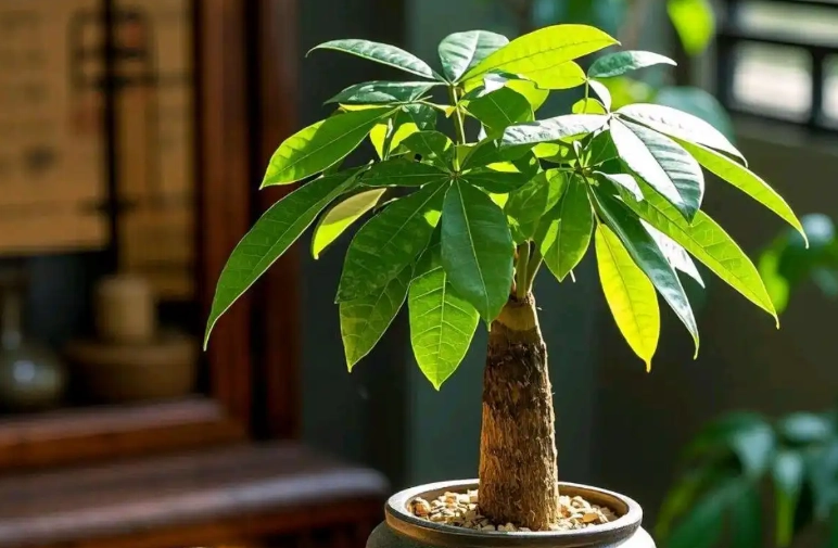 矮化金錢樹技巧 矮化金錢樹技巧