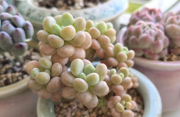 多肉晒太阳方法 多肉晒太阳方法