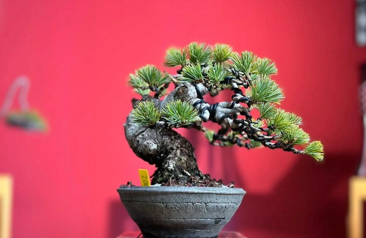 如何區分黑松五葉松