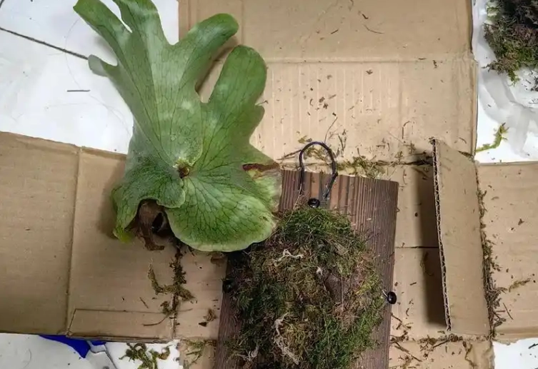 鹿角蕨樹皮選擇 鹿角蕨樹皮選擇