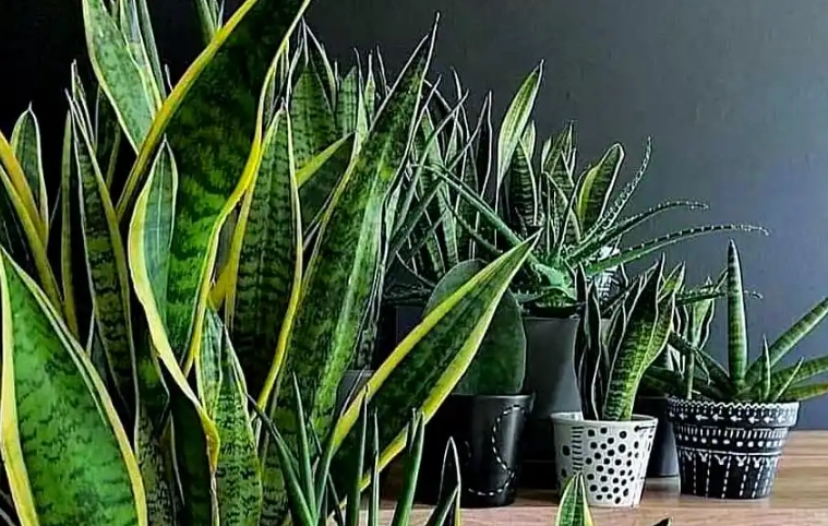 低光照植物推薦 低光照植物推薦