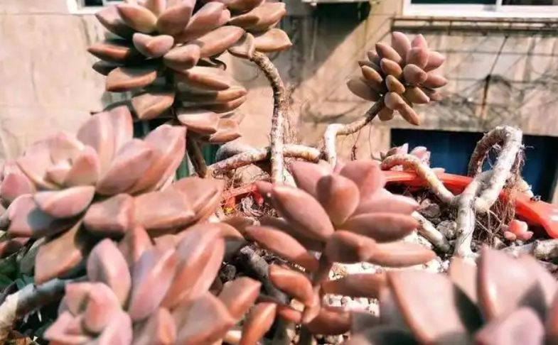 多肉植物光照不足 多肉植物光照不足