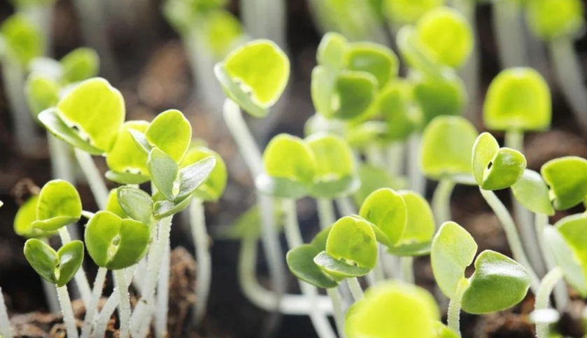 陽台種植羅勒 陽台種植羅勒