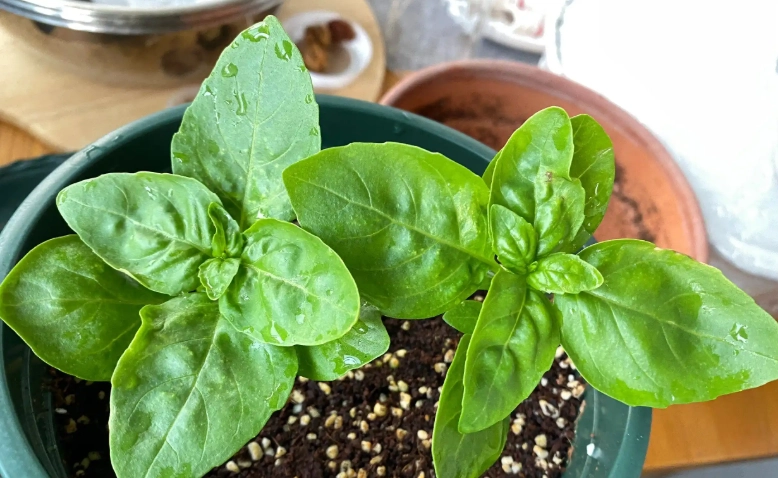 陽台種植羅勒 陽台種植羅勒