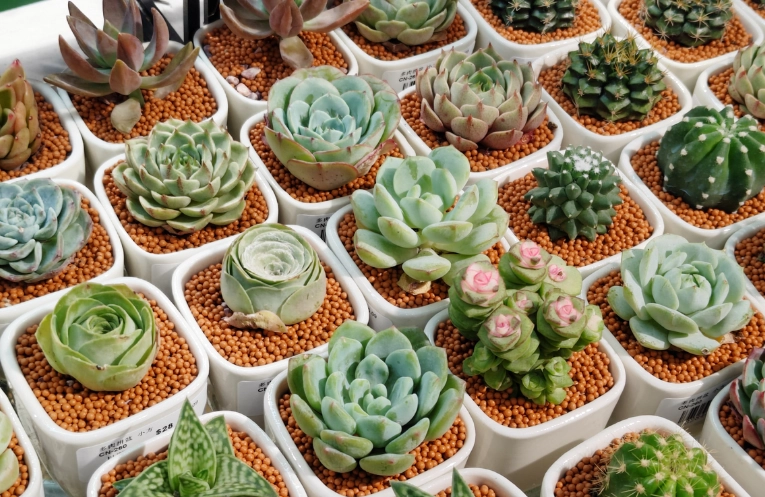 多肉植物浇水频率