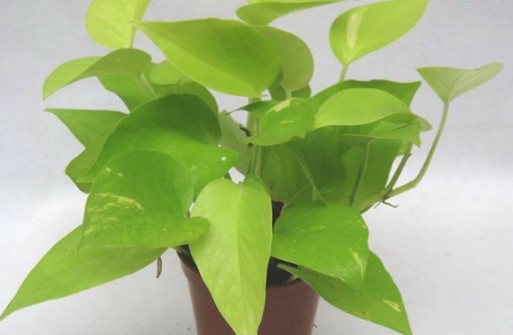 黃金葛毒性 黃金葛毒性