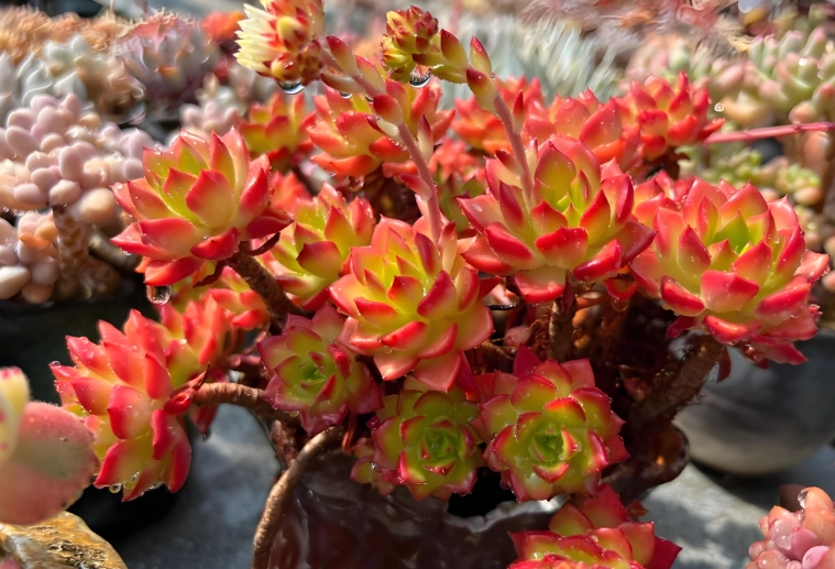 多肉植物照顧方法