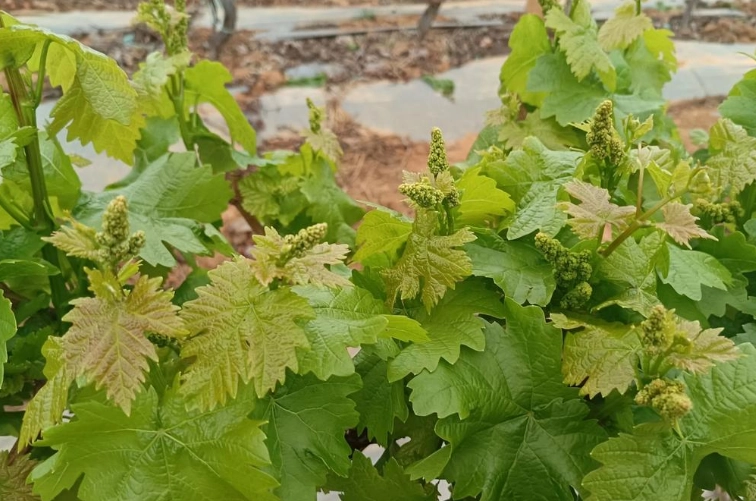 葡萄種植技術 葡萄種植技術