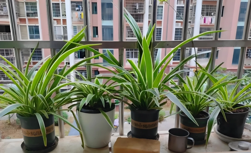 耐旱植物 耐旱植物