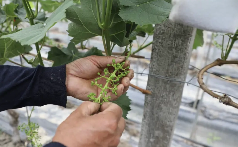 葡萄種植技術 葡萄種植技術