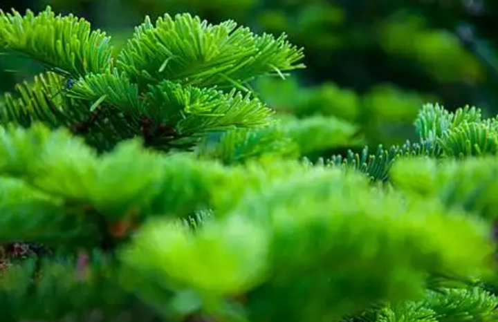 柏樹病蟲害防治 柏樹病蟲害防治