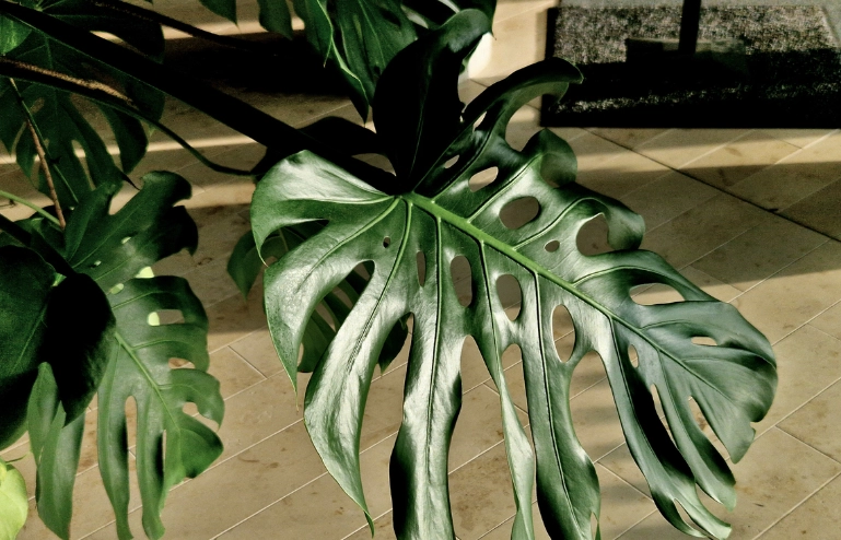 龜背芋澆水技巧 龜背芋澆水技巧