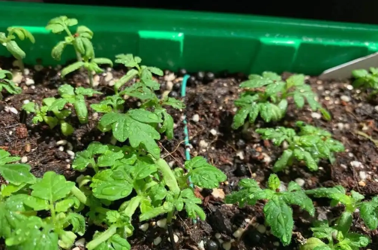 番茄種子發芽 番茄種子發芽