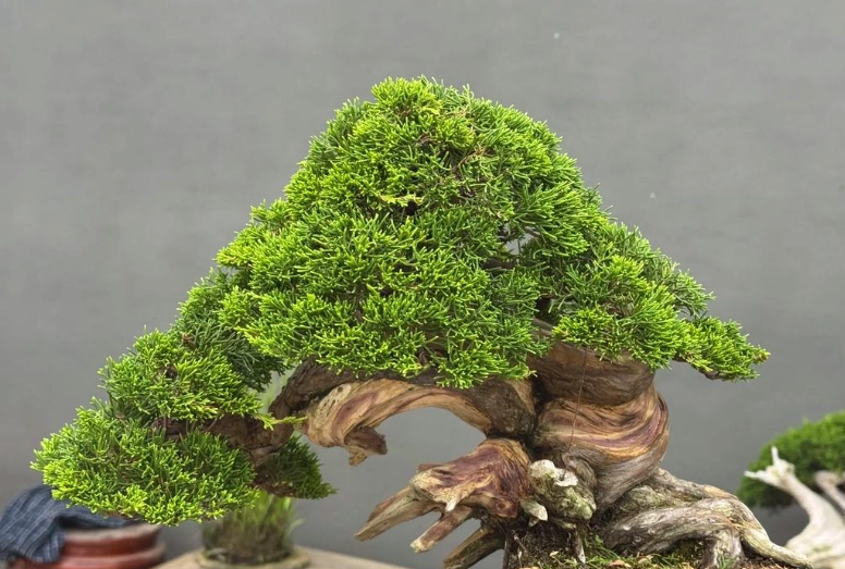 真柏盆栽養護 真柏盆栽養護