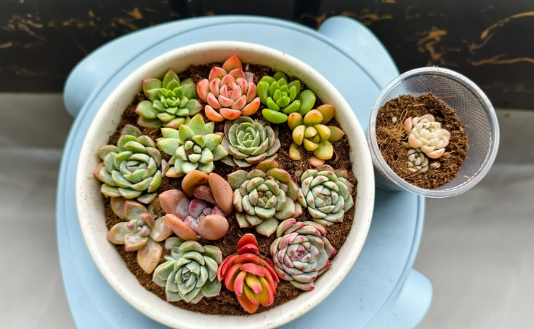 多肉植物繁殖 多肉植物繁殖