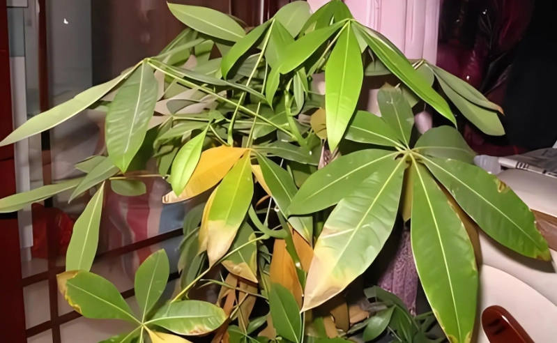 發財樹葉子變黃