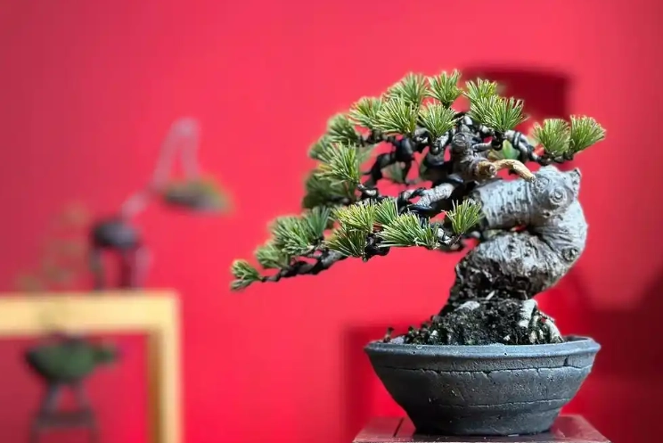 黑松與五葉松差異