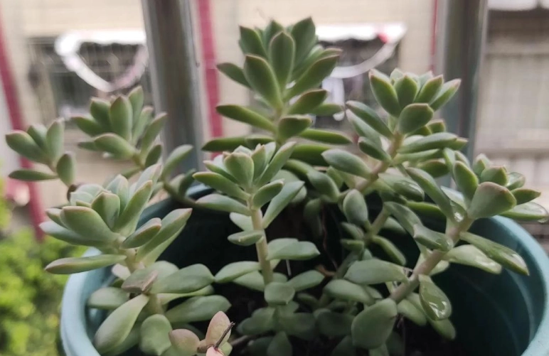 多肉植物能活多久