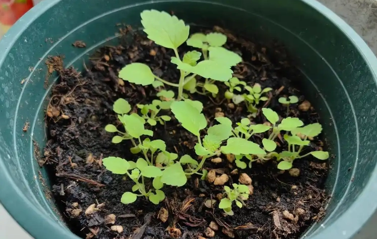 薄荷種子種植技巧