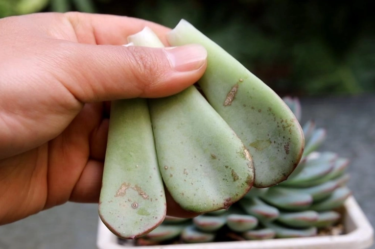 多肉掉葉解決方法